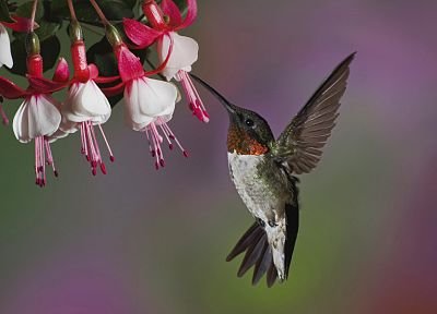 flowers, hummingbirds, fuchsia - random desktop wallpaper