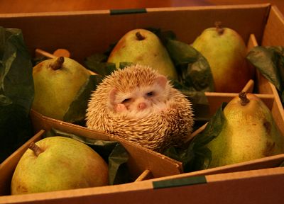 animals, hedgehogs, black eyes, pears - random desktop wallpaper