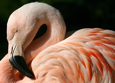 flamingos, Chilean - desktop wallpaper
