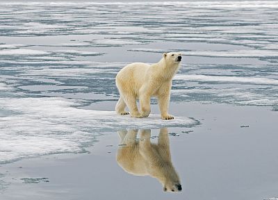 polar bears - desktop wallpaper