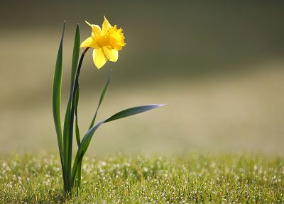 flowers, daffodils - desktop wallpaper