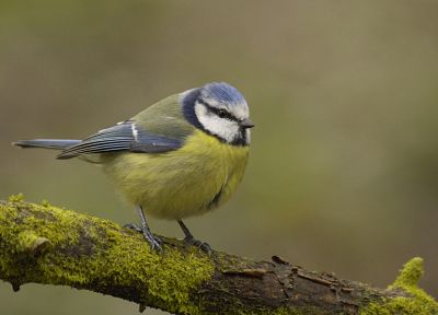 birds, depth of field, blue tit - related desktop wallpaper
