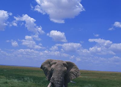 elephants - desktop wallpaper