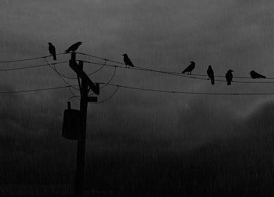 rain, silhouettes, power lines, monochrome, crows, greyscale - desktop wallpaper