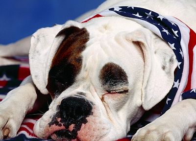 American, dogs, boxer dog, redneck - random desktop wallpaper