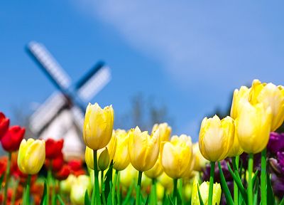 nature, flowers, tulips, Holland, The Netherlands - duplicate desktop wallpaper