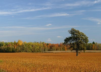 nature, trees, fields, wheat, skyscapes - random desktop wallpaper