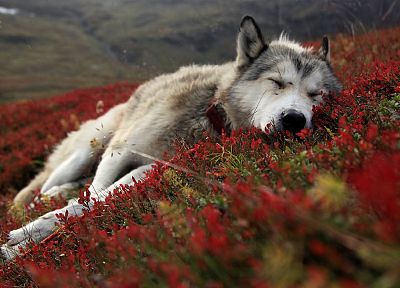 red, flowers, animals, dogs, outdoors, sleeping, collar, wolves - related desktop wallpaper