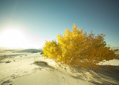 landscapes, nature, sand, deserts, macro - random desktop wallpaper