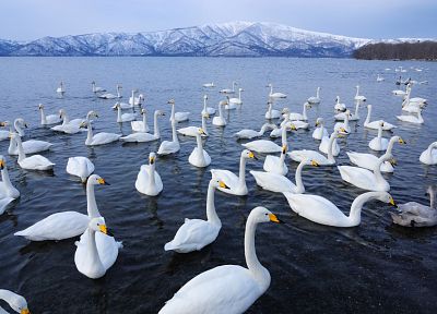 nature, swans - duplicate desktop wallpaper