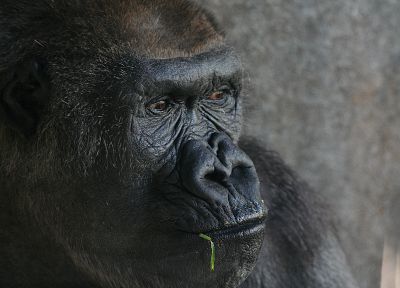 animals, apes, gorillas, monkeys, primates - duplicate desktop wallpaper