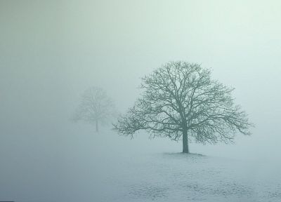 trees, fog - random desktop wallpaper