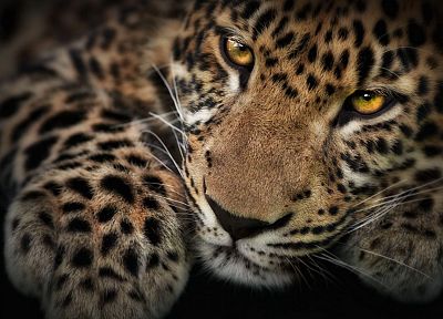animals, leopards - duplicate desktop wallpaper