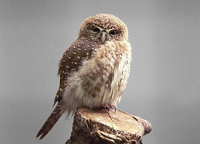 owls - random desktop wallpaper