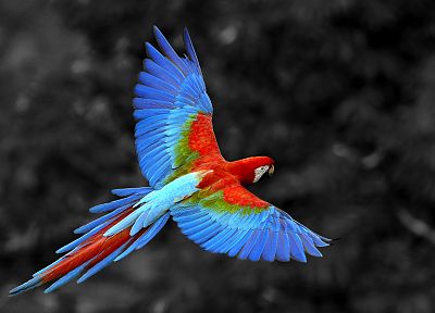 birds, animals, parrots, selective coloring, Rio, Scarlet Macaws - desktop wallpaper