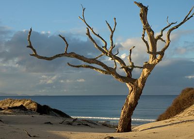 trees, oceans, sea, beaches - desktop wallpaper