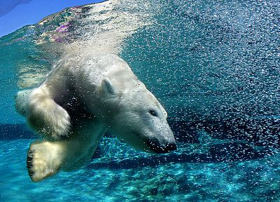 water, landscapes, animals, swimming, underwater, polar bears - desktop wallpaper