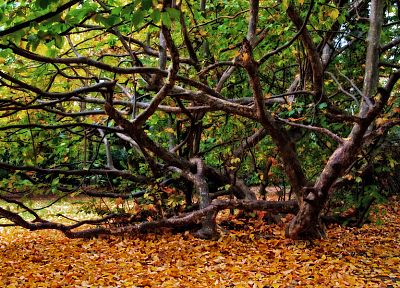 trees, HDR photography - random desktop wallpaper