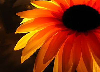nature, flowers, orange, flower petals, sunflowers - random desktop wallpaper