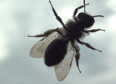 insects, Bug, fly - random desktop wallpaper