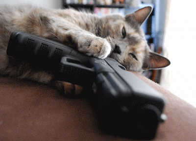 guns, cats - desktop wallpaper