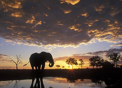 sunset, silhouettes, elephants - desktop wallpaper