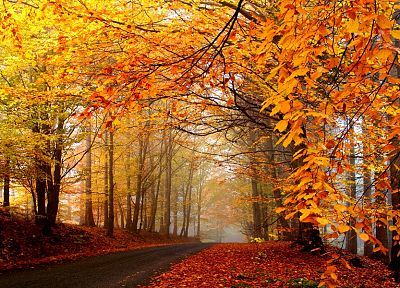 nature, trees, autumn, forests, roads - desktop wallpaper