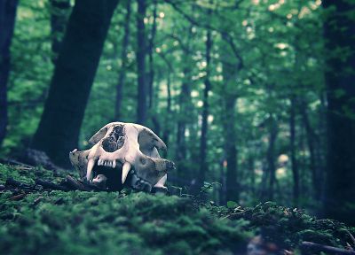 Cat Skull - random desktop wallpaper