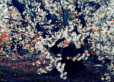 nature, cherry blossoms, trees, bloom, blossoms - random desktop wallpaper