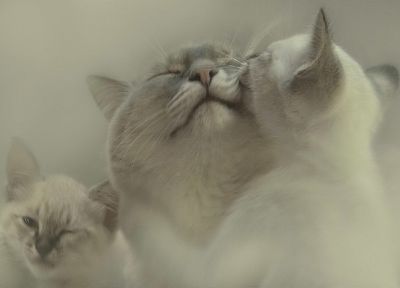 cats - duplicate desktop wallpaper