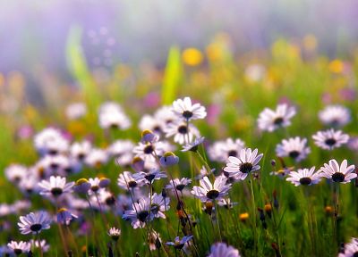 nature, flowers, depth of field, wildflowers - random desktop wallpaper
