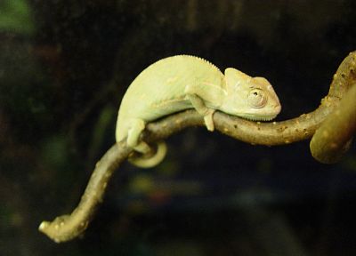 chameleons, reptiles - desktop wallpaper