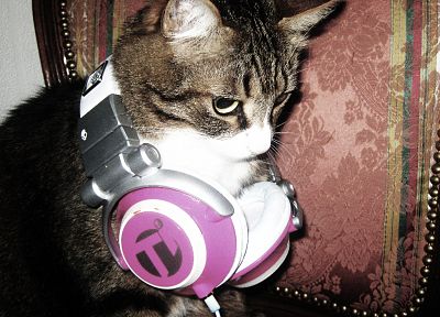 headphones, cats - random desktop wallpaper