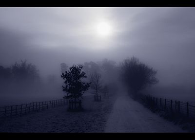 landscapes, trees, fog, mist - desktop wallpaper