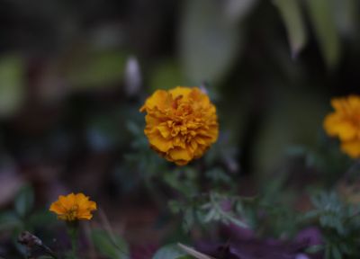 flowers, blur, yellow flowers - desktop wallpaper