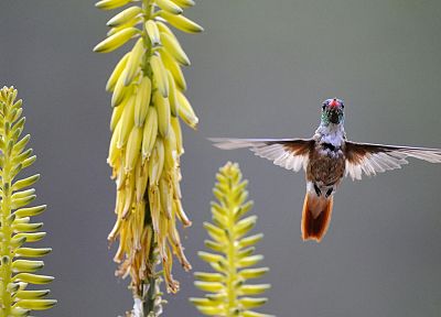 Peru, hummingbirds, feeding - desktop wallpaper