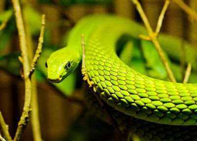 snakes, reptiles - duplicate desktop wallpaper