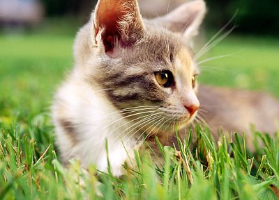 cats, grass, outdoors, kittens, low-angle shot - related desktop wallpaper