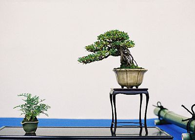 bonsai - random desktop wallpaper