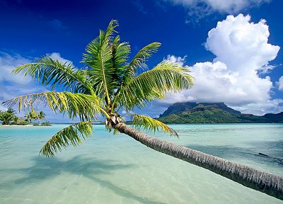 tropical, oceans, palm trees - random desktop wallpaper