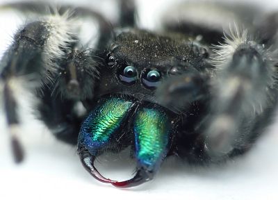 green, blue, eyes, black, animals, insects, spiders, arachnids - random desktop wallpaper