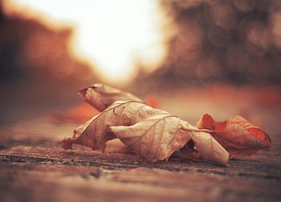 autumn, orange, leaves, depth of field, fallen leaves - related desktop wallpaper