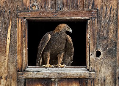eagles, barn - random desktop wallpaper