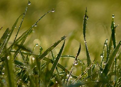 nature, grass, water drops - desktop wallpaper