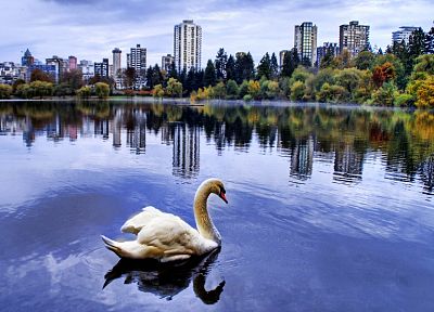 cityscapes, swans, buildings, parks - related desktop wallpaper