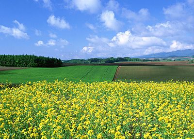 Japan, landscapes, nature, fields - duplicate desktop wallpaper