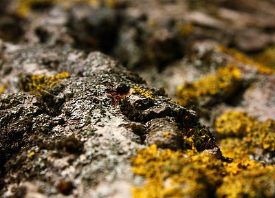 nature, rocks, moss - duplicate desktop wallpaper