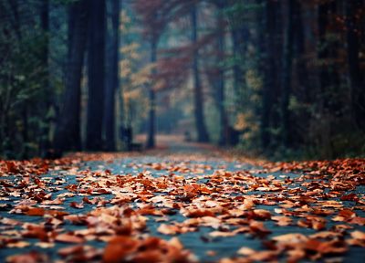 autumn, wood, leaves, depth of field, fallen leaves - related desktop wallpaper