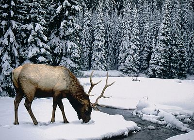 winter, snow, elk - desktop wallpaper