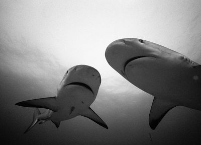 sharks, monochrome - random desktop wallpaper